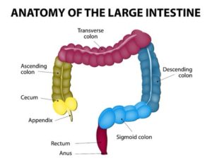 Colon Cleanse